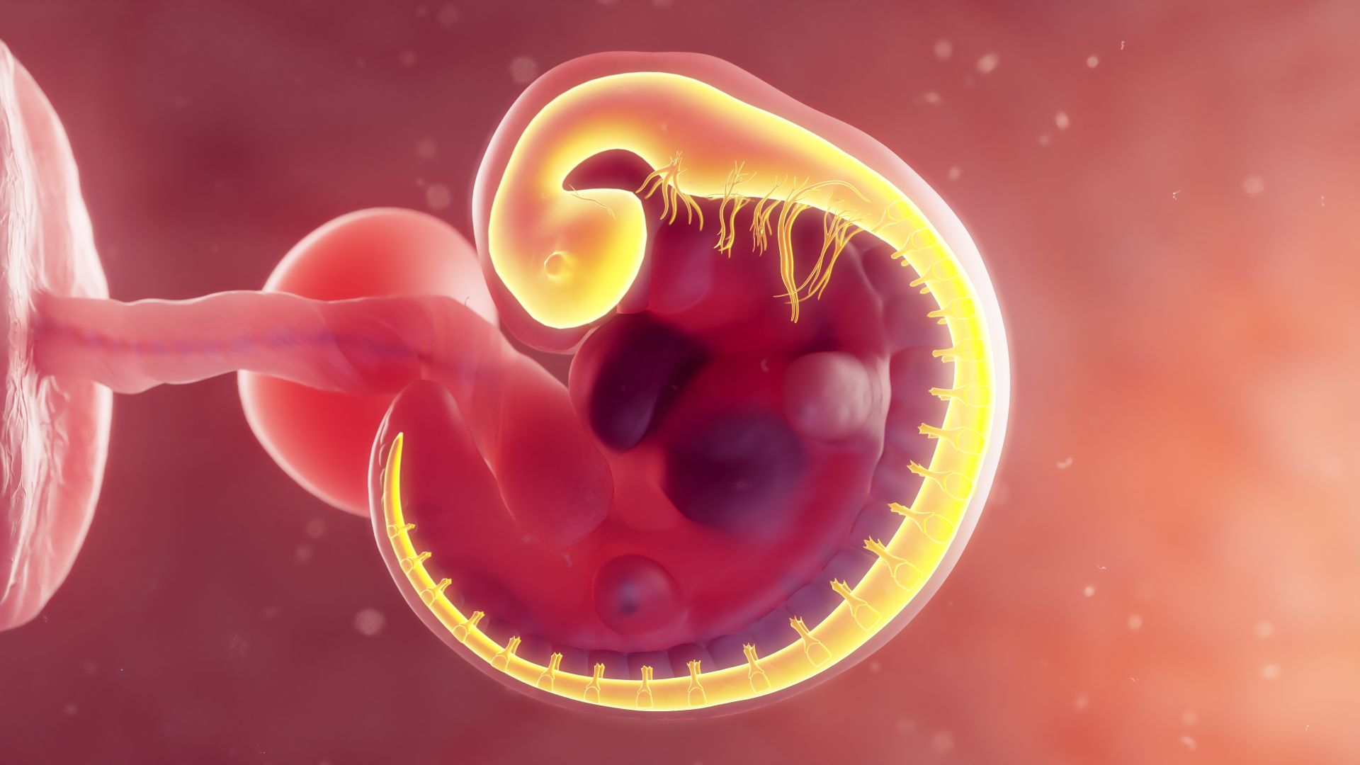 prvý trimester - najrizikovejšie týždne tehotenstva, vývoj nervovej sústavy